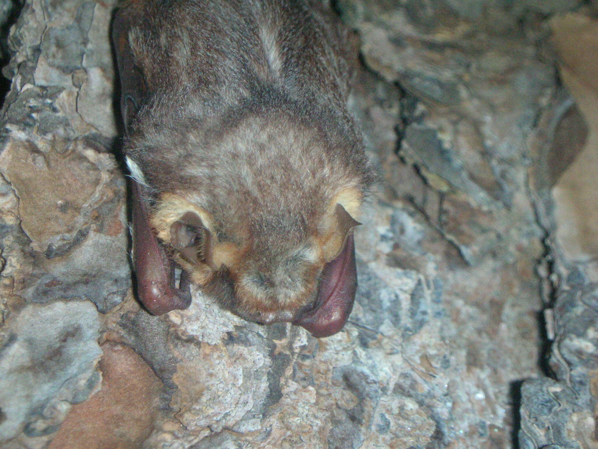 Image of Seminole Bat