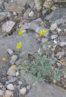 Image of hairyseed bahia