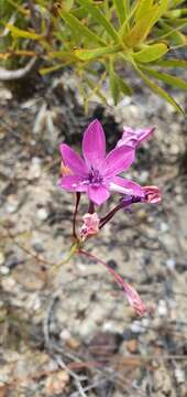 Image of Thereianthus longicollis (Baker) G. J. Lewis