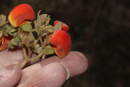 Image of Calceolaria pisacomensis Meyen ex Walp.