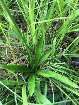 Image of white colicroot