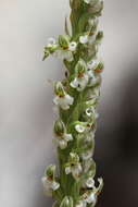 Platanthera yadonii (Rand. Morgan & Ackerman) R. M. Bateman resmi