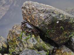 Image of striped shore crab