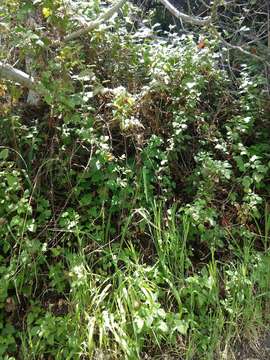 Elymus californicus (Bol. ex Thurb.) Gould的圖片