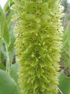 صورة Eucomis autumnalis (Mill.) Chitt.