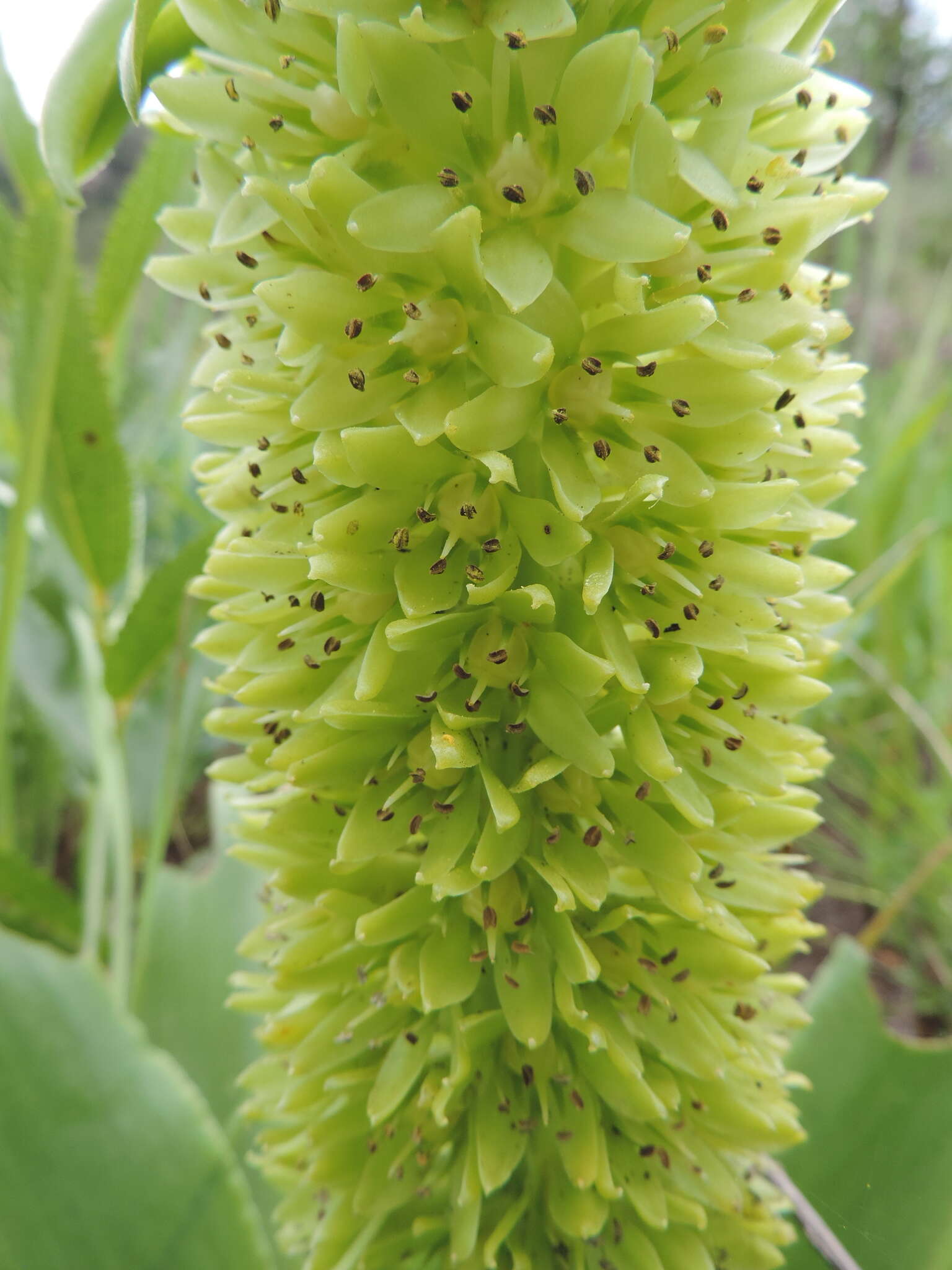 صورة Eucomis autumnalis (Mill.) Chitt.