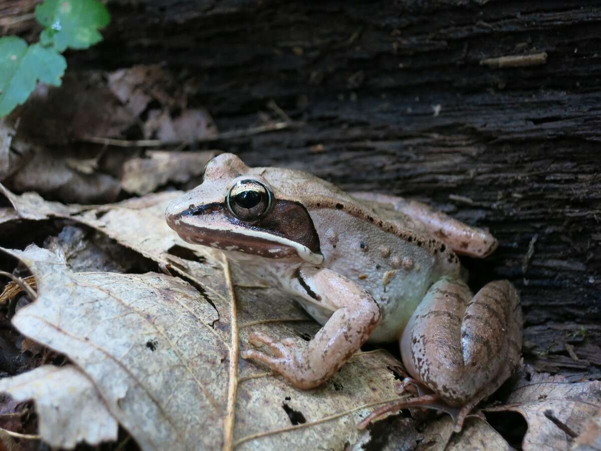 Image of Wood Frog