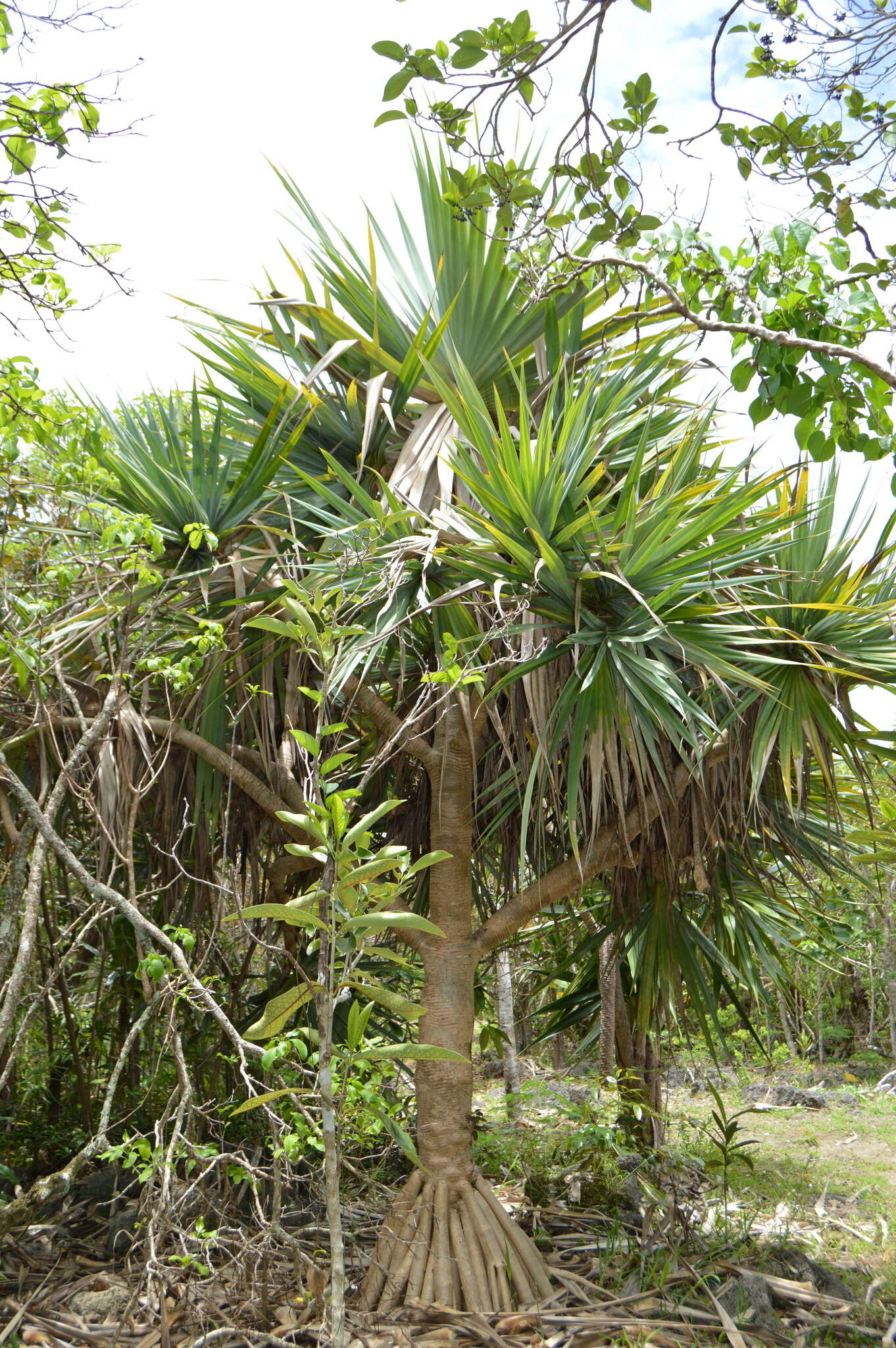 Image of Pandanus vandermeeschii Balf. fil.