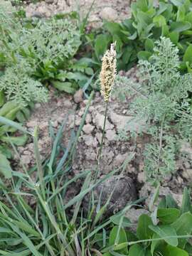 Image of black-grass