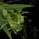 Слика од Epidendrum vesicicaule L. O. Williams