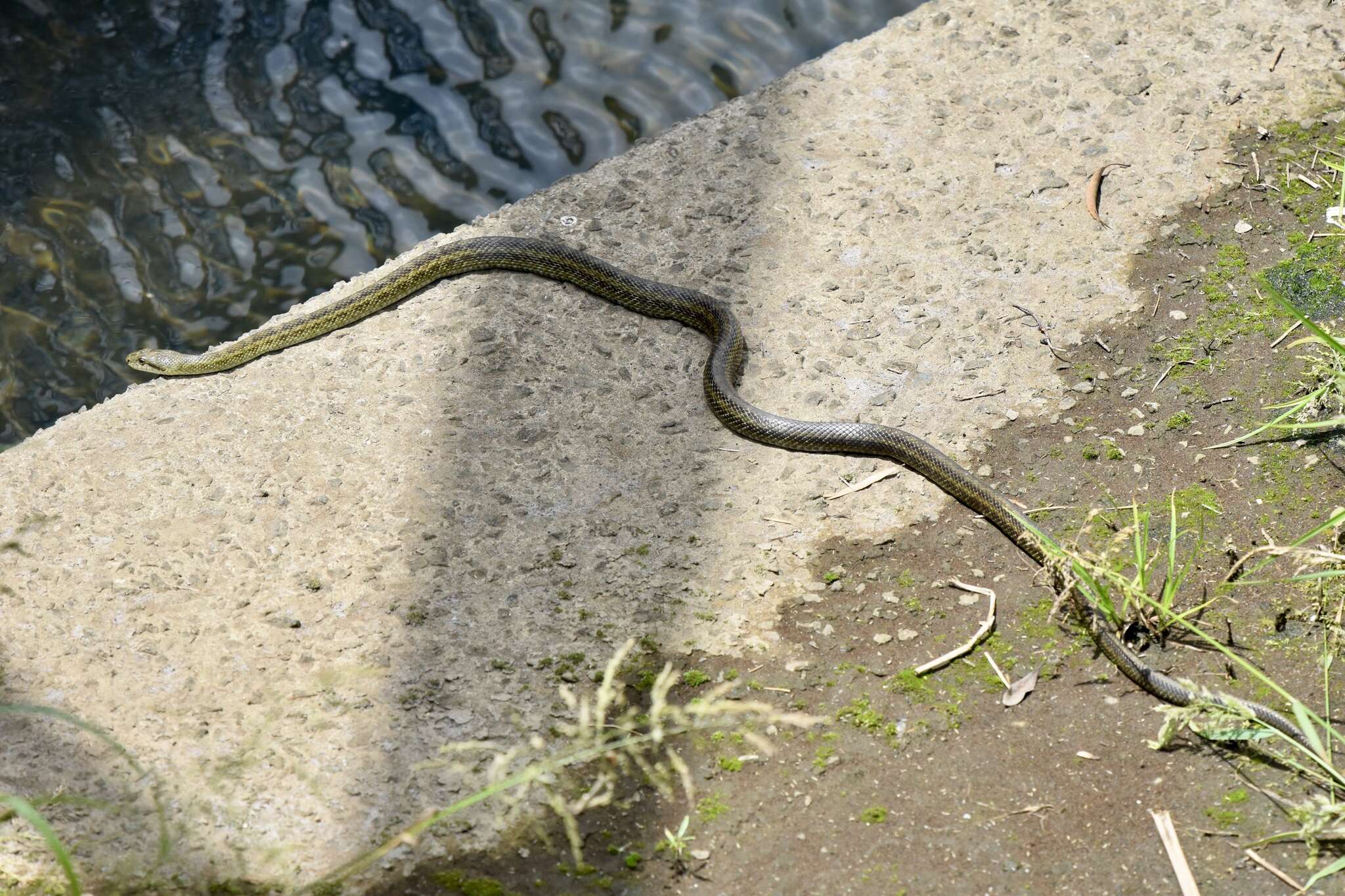 Image of Japanese Rat Snake