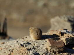 Image of Pallas’s Pika