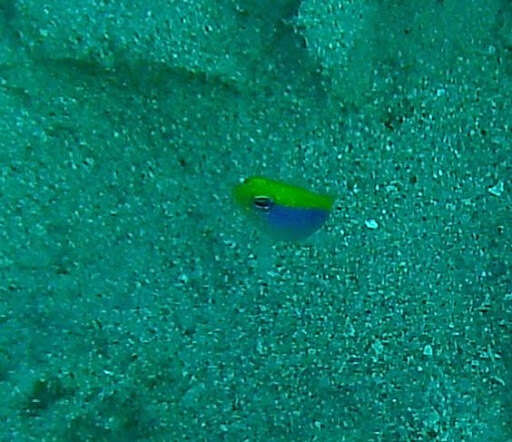 Image of Sunrise dottyback