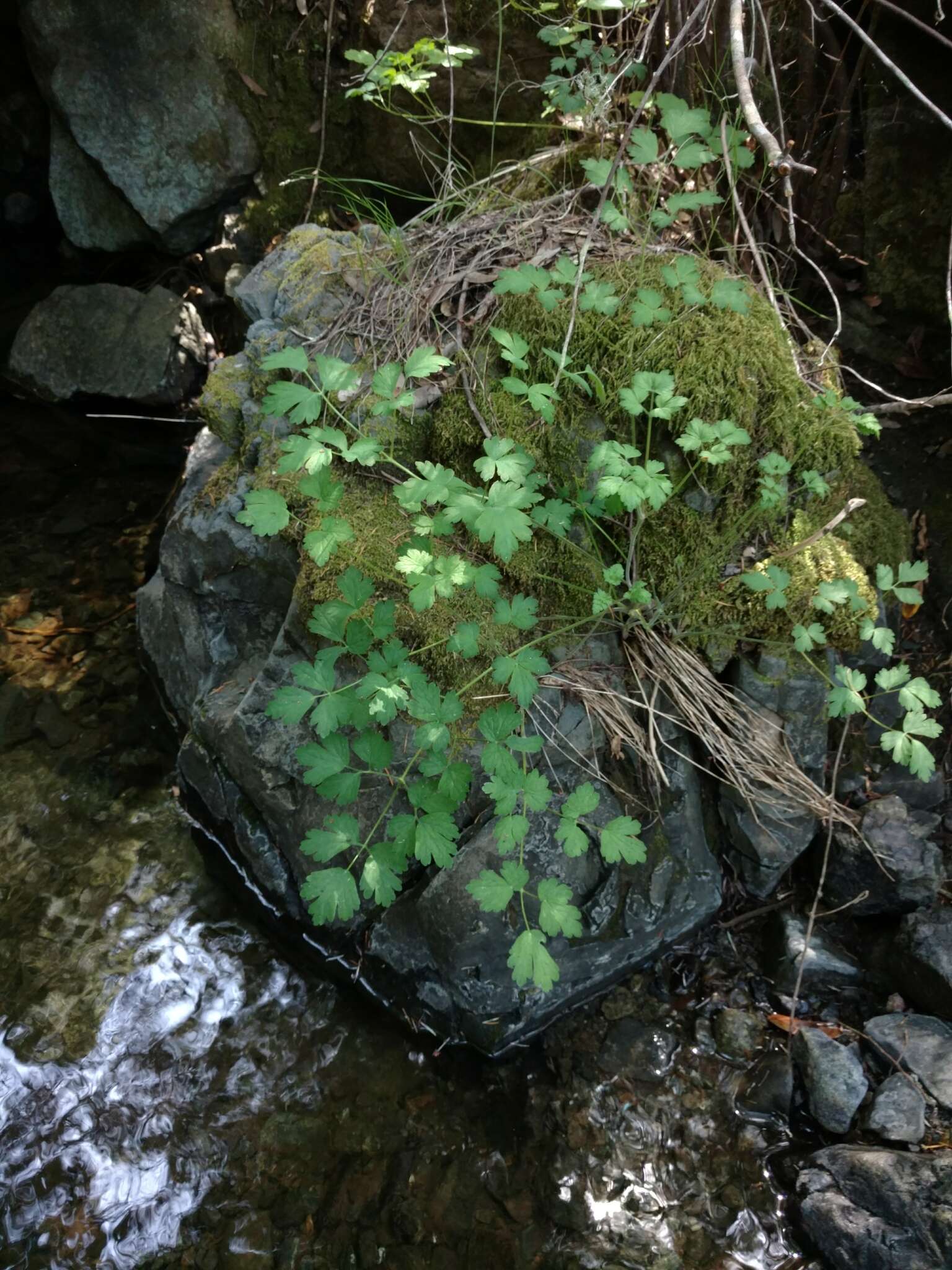 Aquilegia eximia Van Houtte ex Planch.的圖片