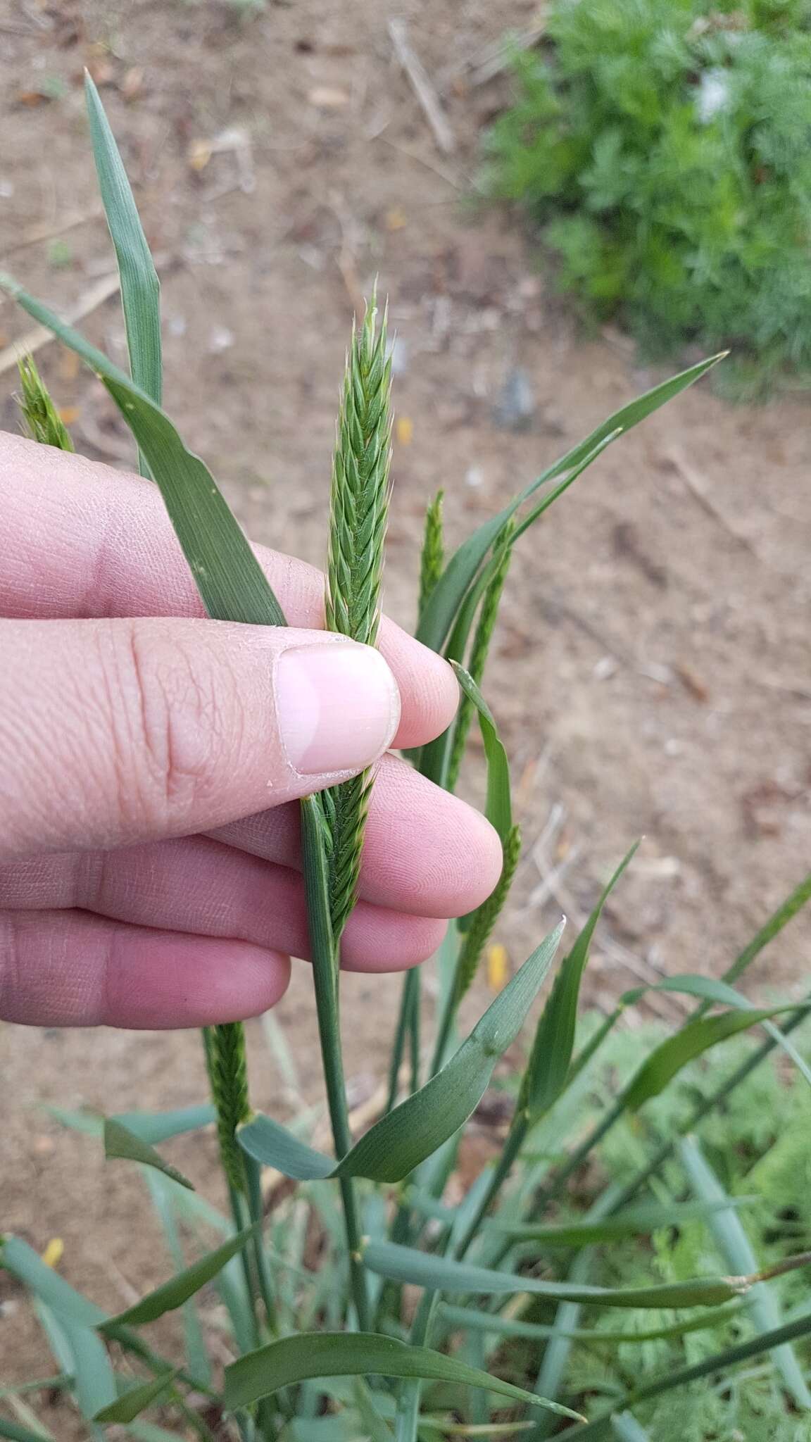 Image of desert wheatgrass