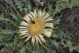 Image of Carlina acanthifolia All.