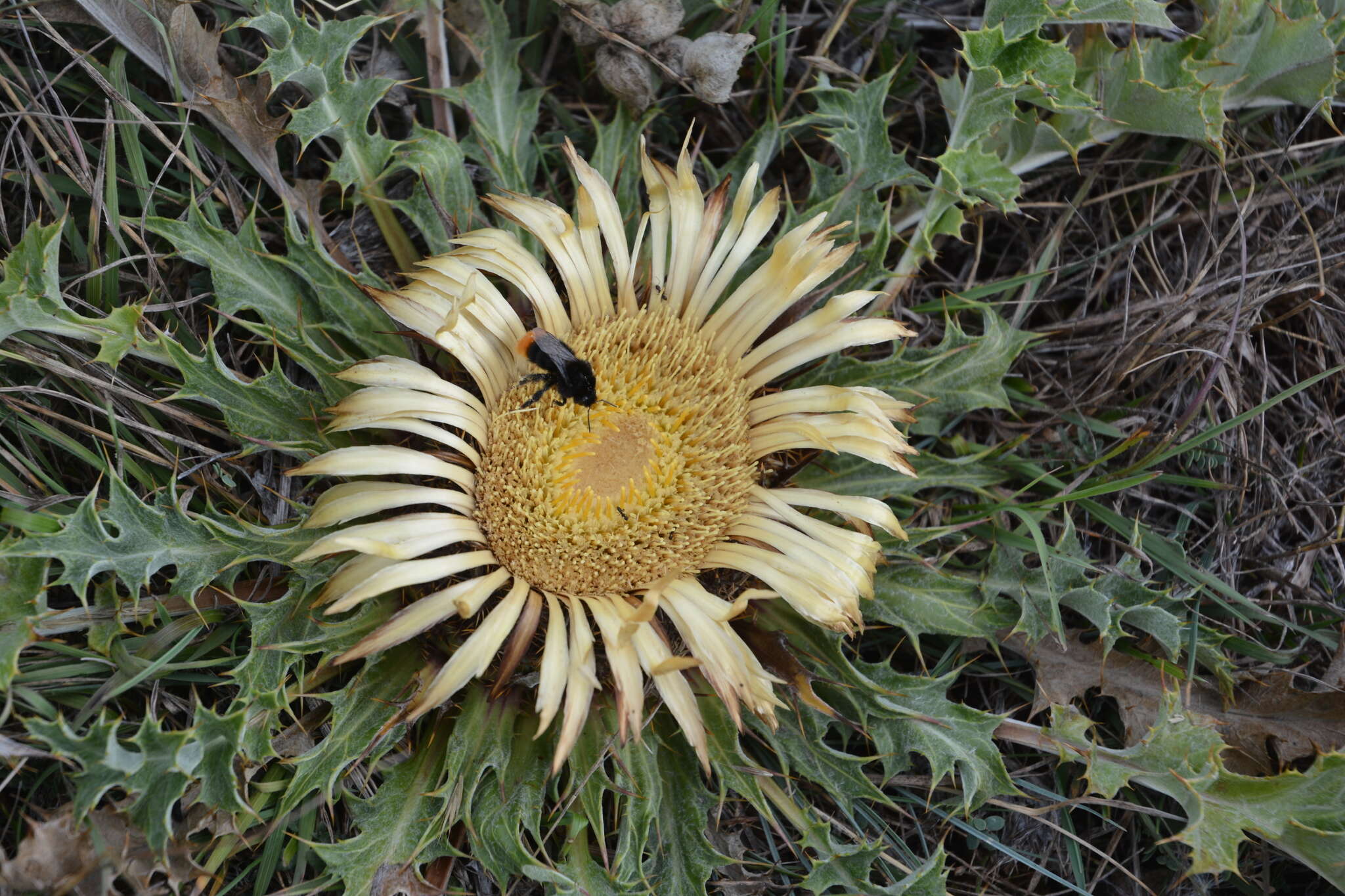 Image of Carlina acanthifolia All.