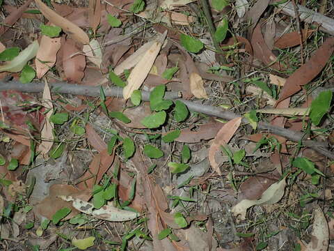 Image de Hydrocotyle hirta R. Br. ex A. Rich.