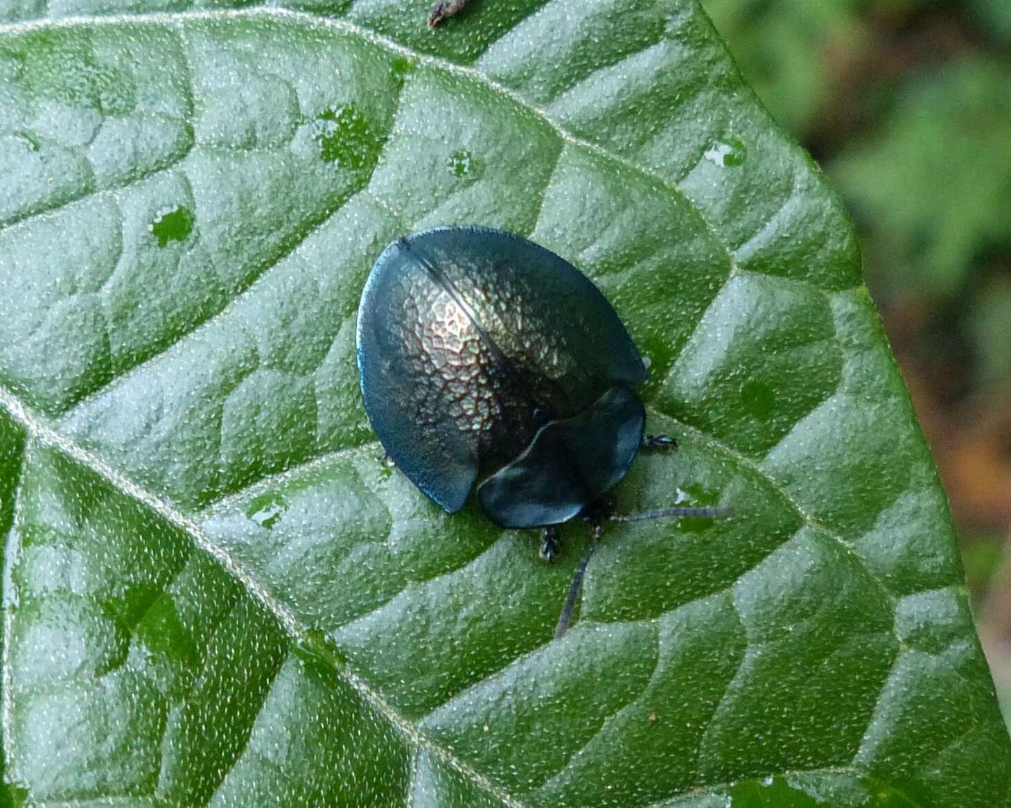 صورة Cyrtonota thalassina (Boheman 1850)