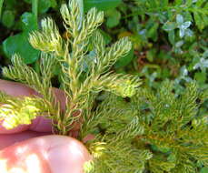 Imagem de Austrolycopodium fastigiatum (R. Br.) Holub