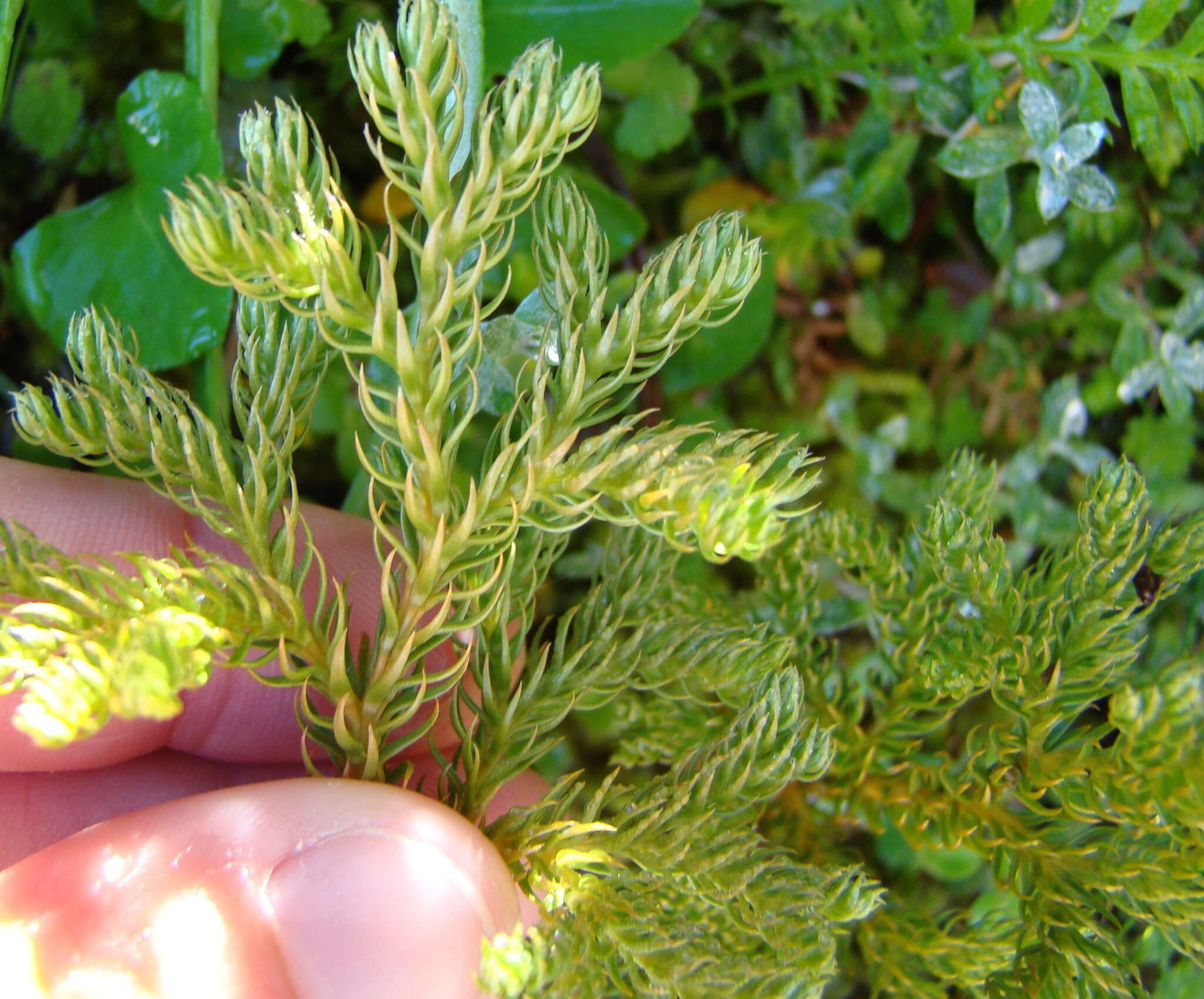 Imagem de Austrolycopodium fastigiatum (R. Br.) Holub