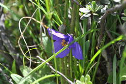 Image of Meconopsis henrici Bureau & Franch.