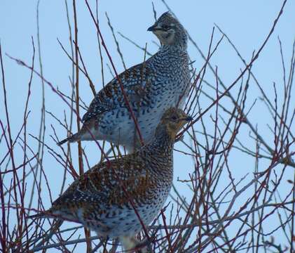 Image of Sharp-tailed Grouse