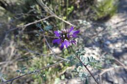 Imagem de Dalea bicolor Willd.