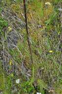 Imagem de Cirsium palustre (L.) Scop.