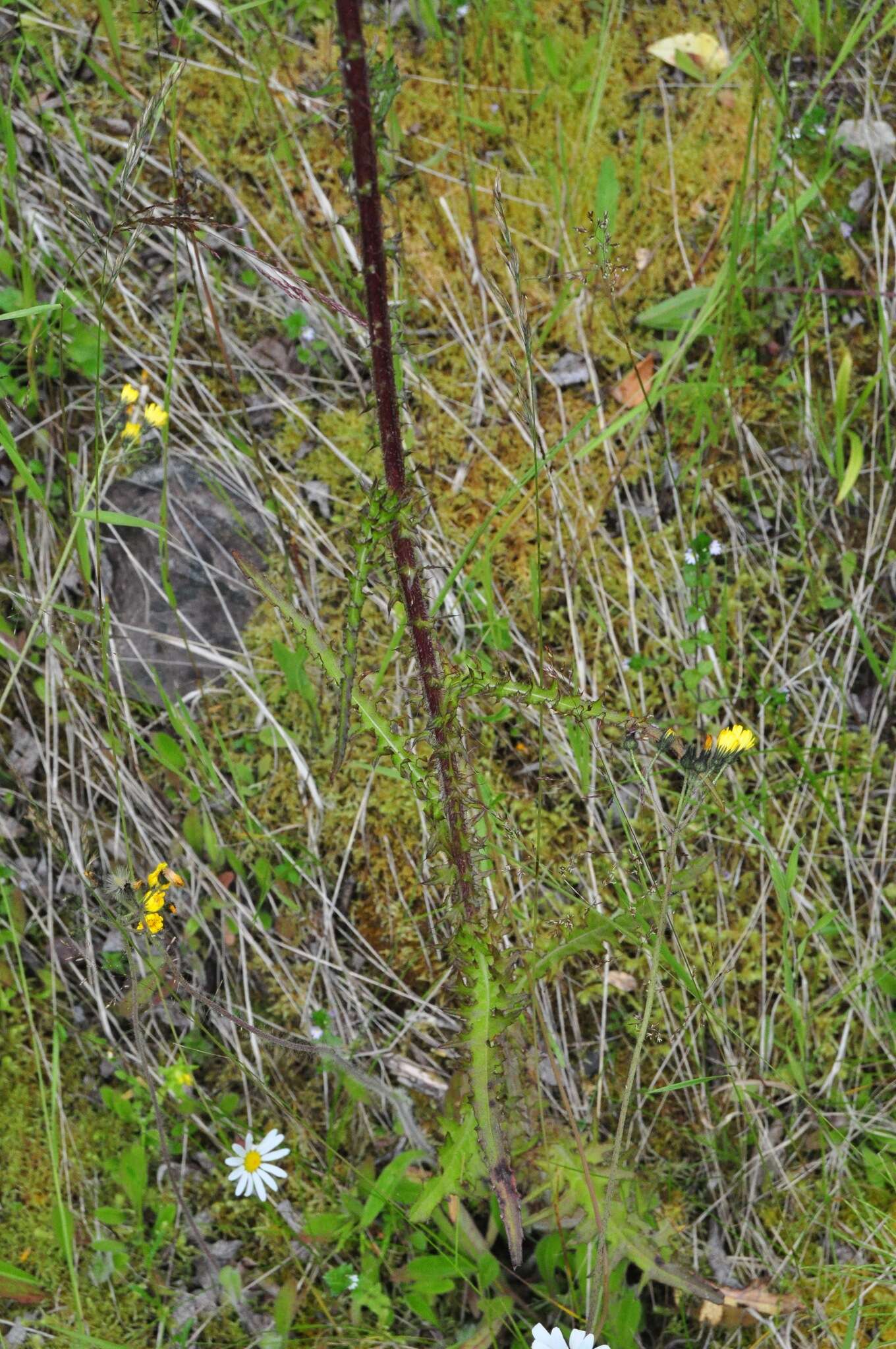 Imagem de Cirsium palustre (L.) Scop.