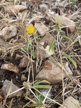 Image de Centaurea hyalolepis Boiss.