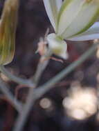Image of Albuca tenuifolia Baker