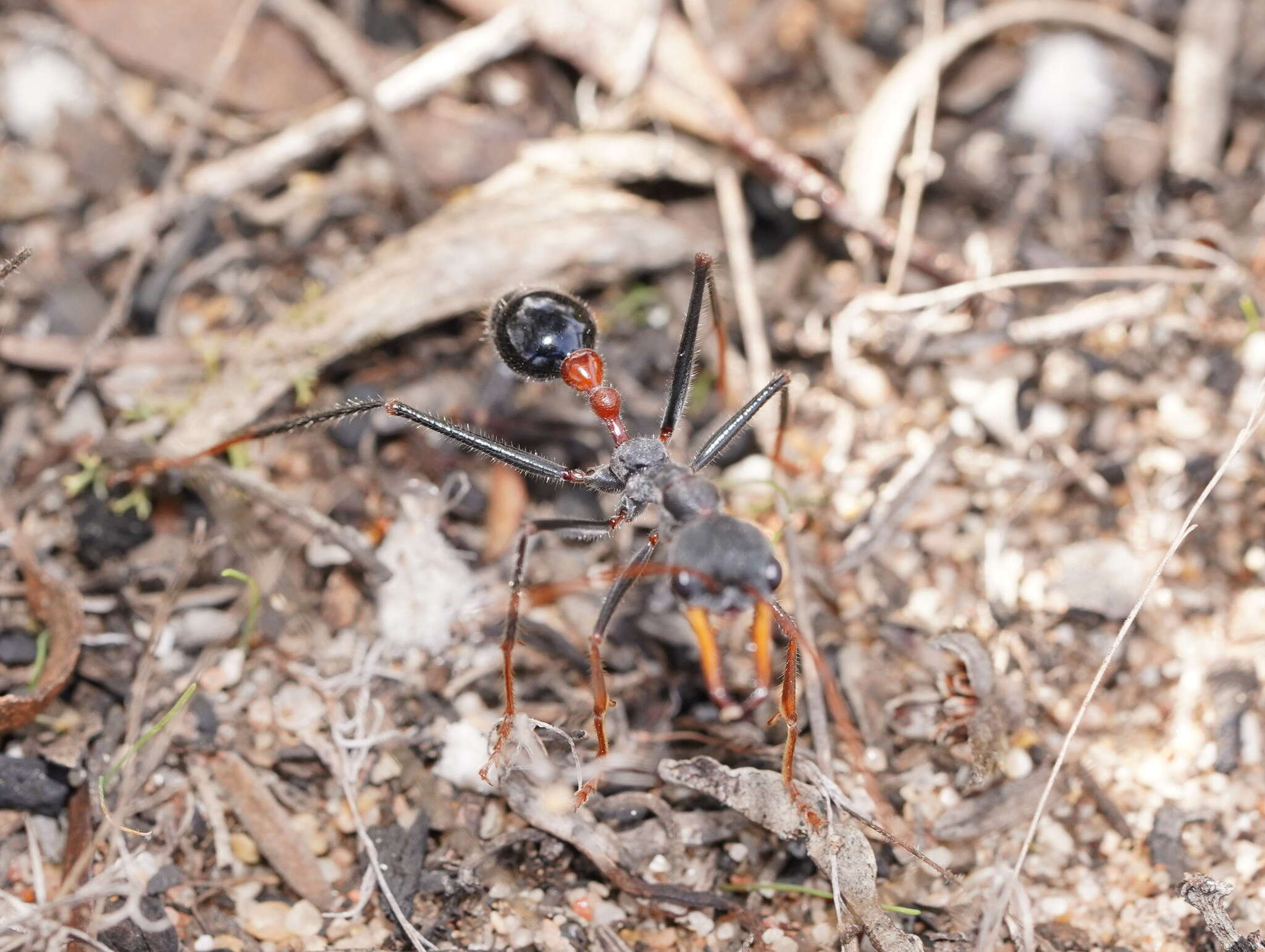 Image of Myrmecia rufinodis Smith 1858