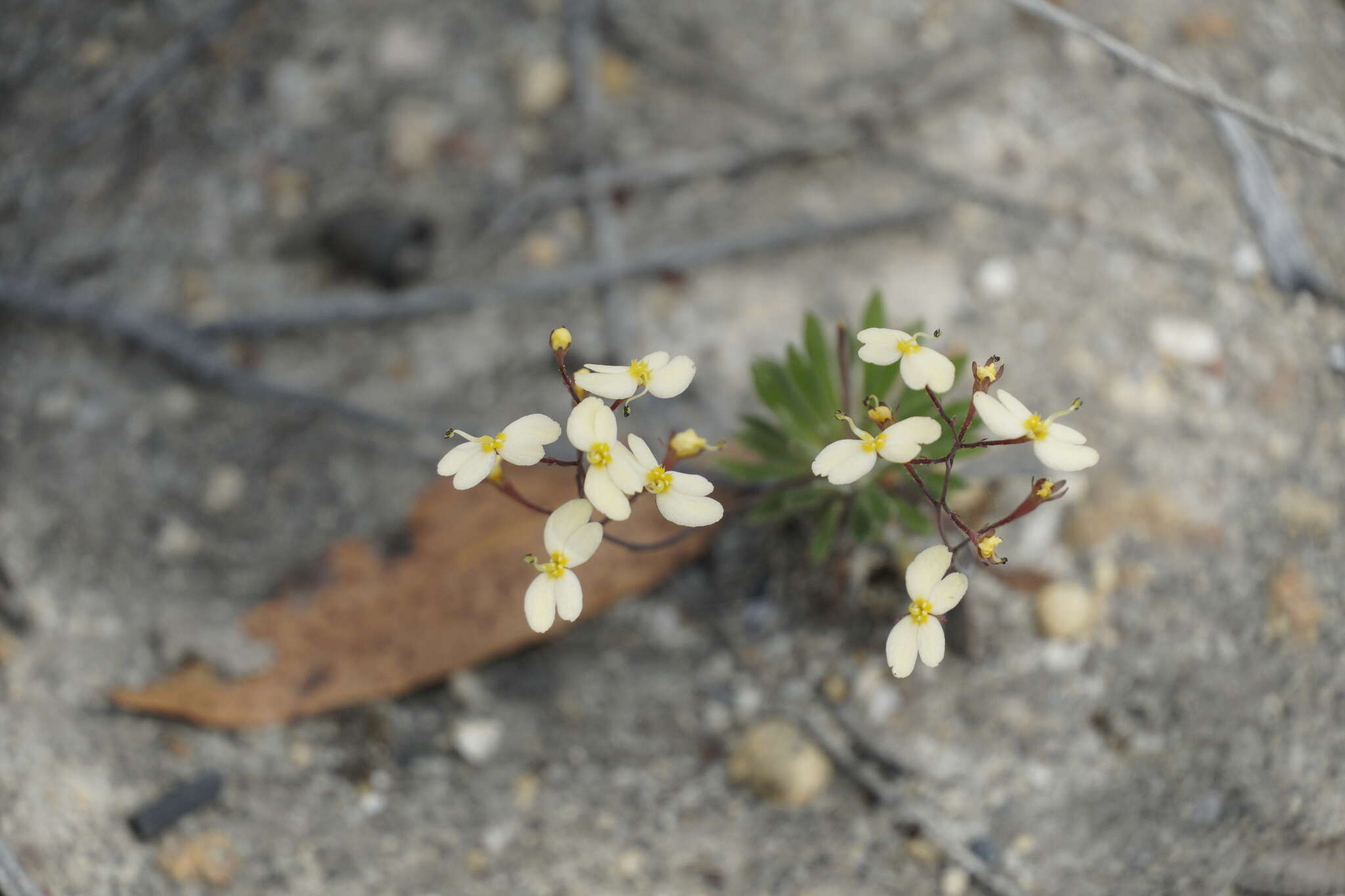 Image of Stylidium acuminatum (Carlquist) Wege