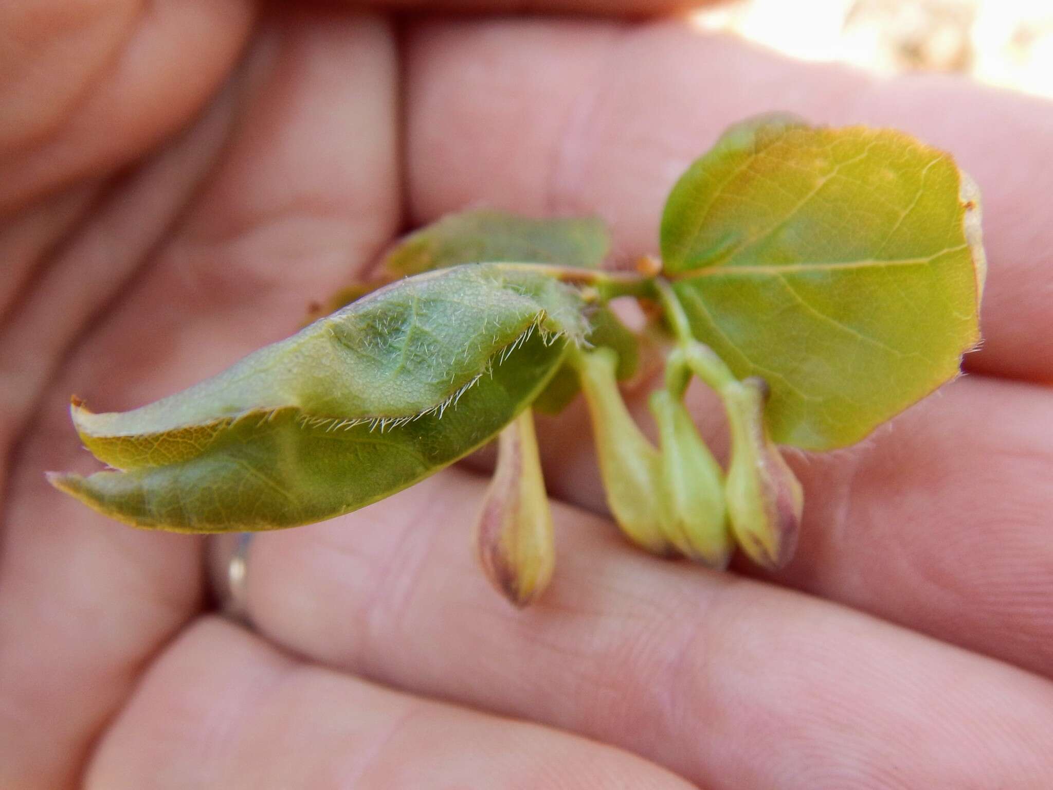 Image de Lonicera canadensis Bartr. ex Marsh.