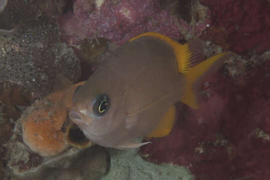 Image of Damselfish