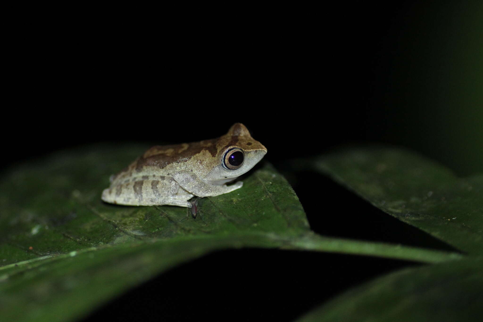 Image of Masked tree frog