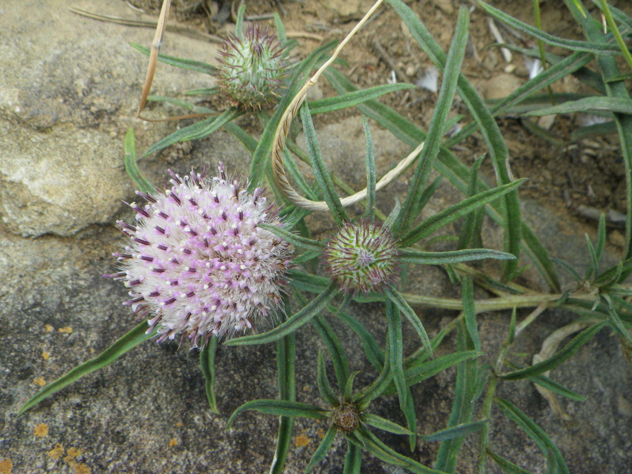 Image of Dicoma anomala subsp. anomala