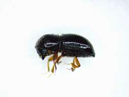 Image of Bark beetle