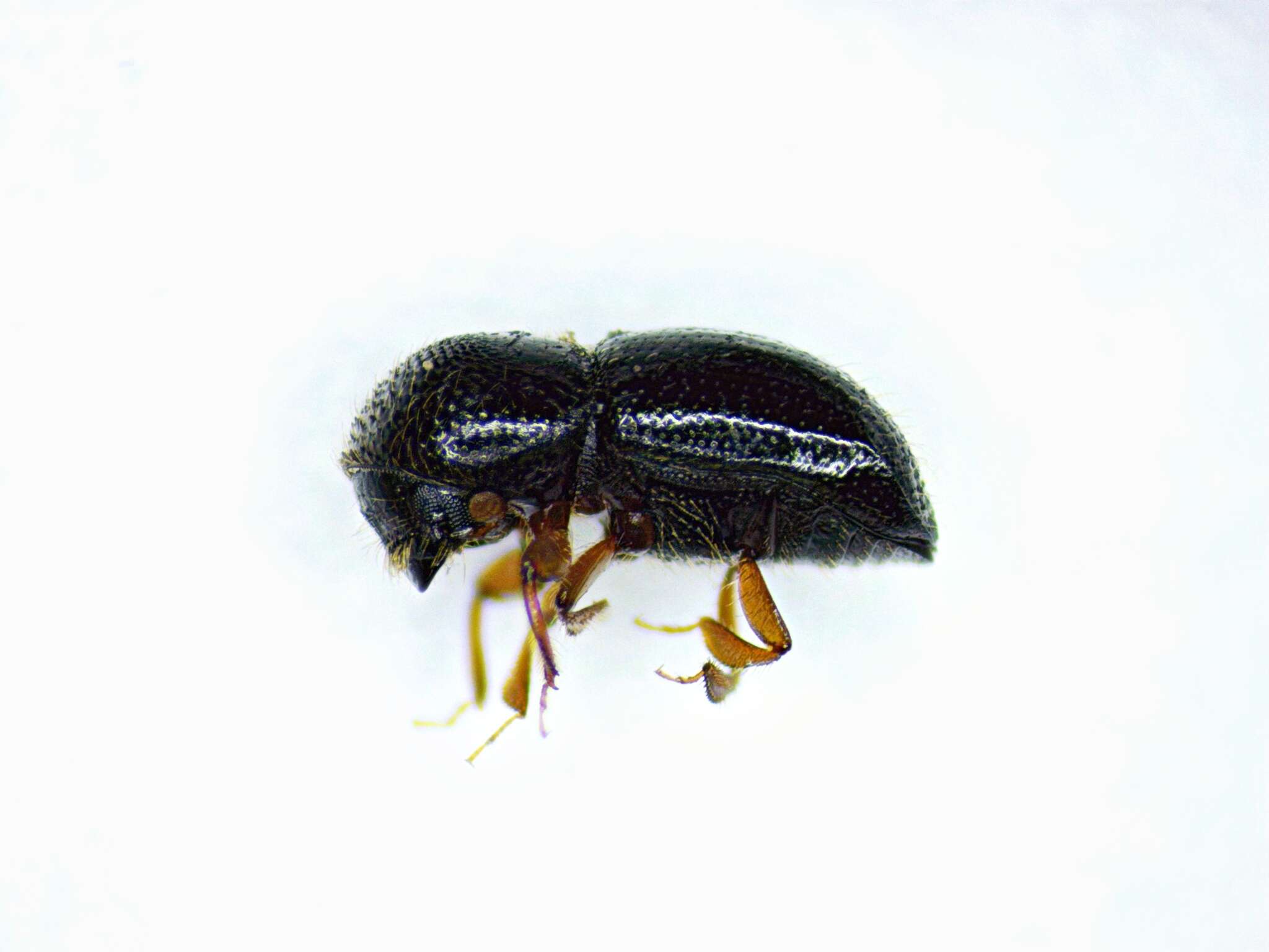 Image of Bark beetle