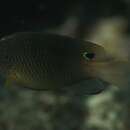 Image of Obscure damselfish