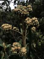 Слика од Buddleja incana Ruiz & Pav.