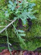 Image of oxford ragwort