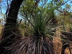 Image of Xanthorrhoea glauca D. J. Bedford