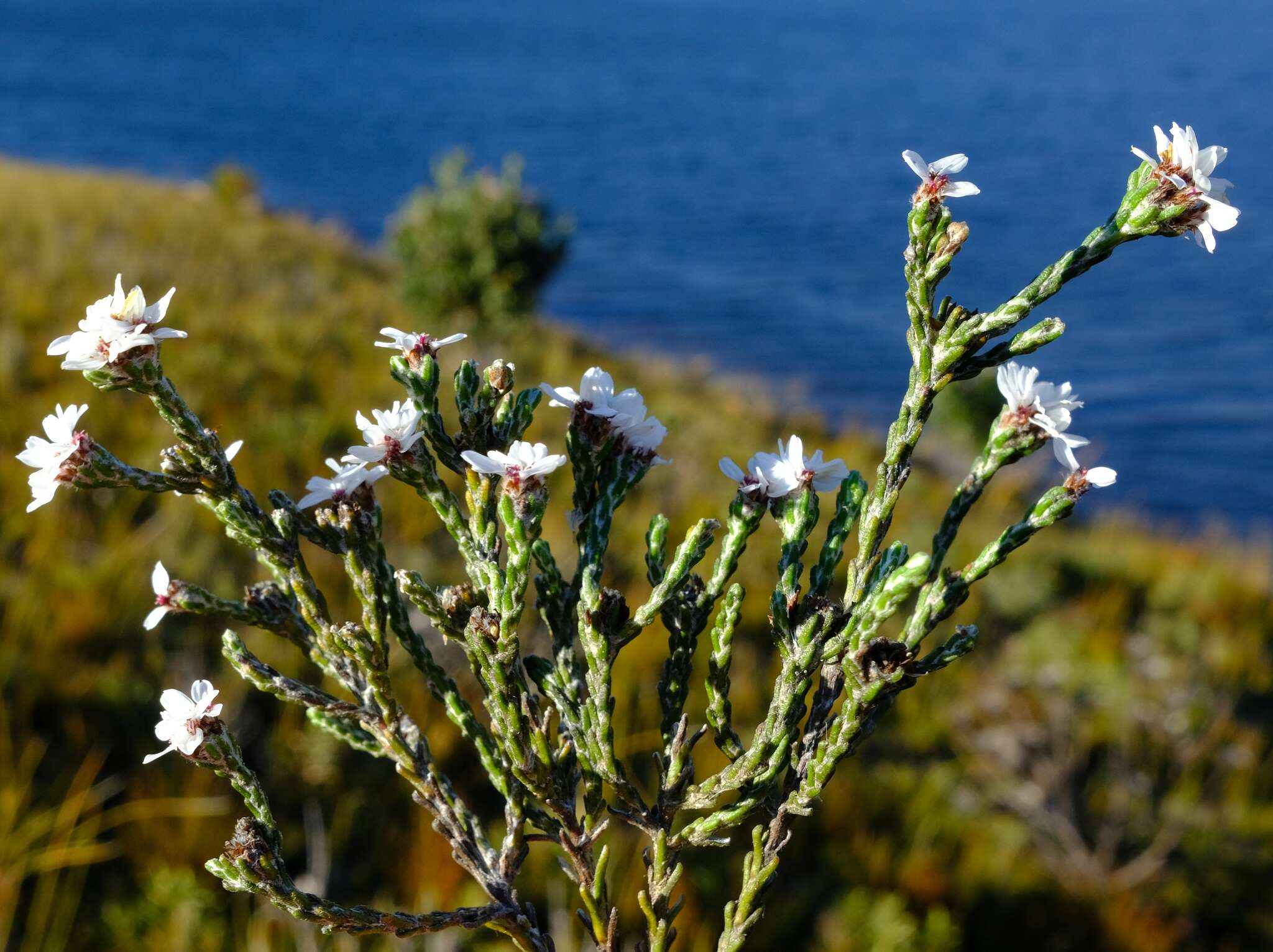 Image of Disparago pilosa M. Koekemoer