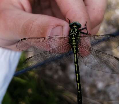 صورة Trigomphus nigripes (Selys 1887)