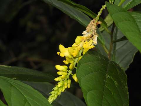 Image of Polygala fallax Hayek ex A. Zahlbr.