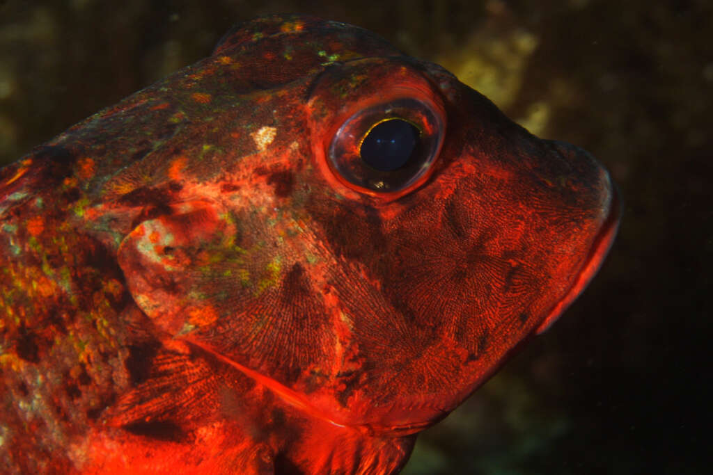 Image of Rock Gurnard