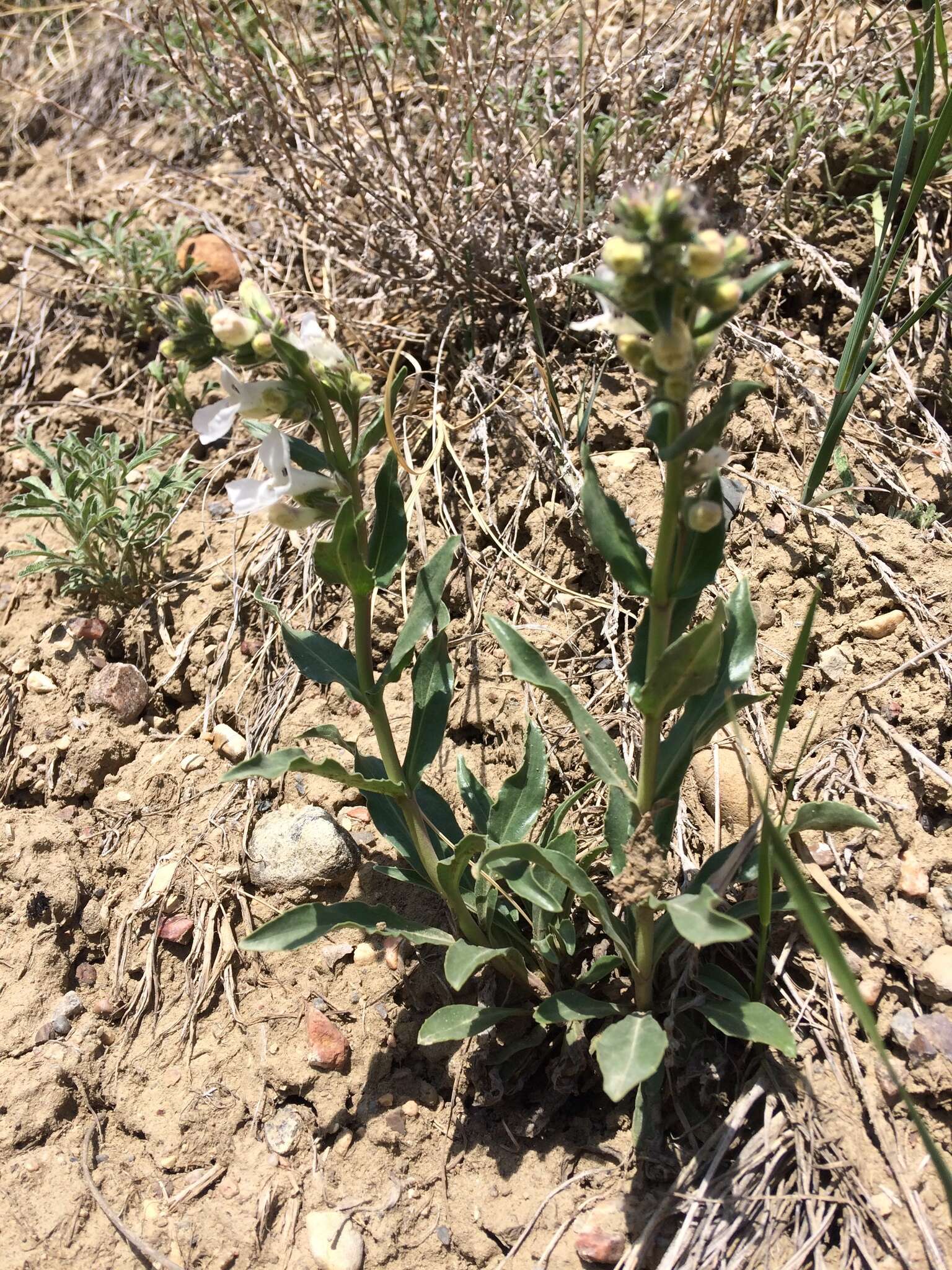 Image de Penstemon albidus Nutt.