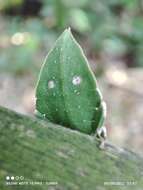 Image of Cryptophyllium chrisangi (Seow-Choen 2017)